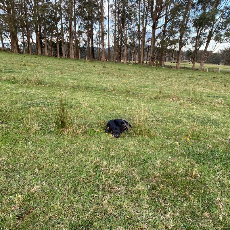 A sleeping calf framed by our native wind break