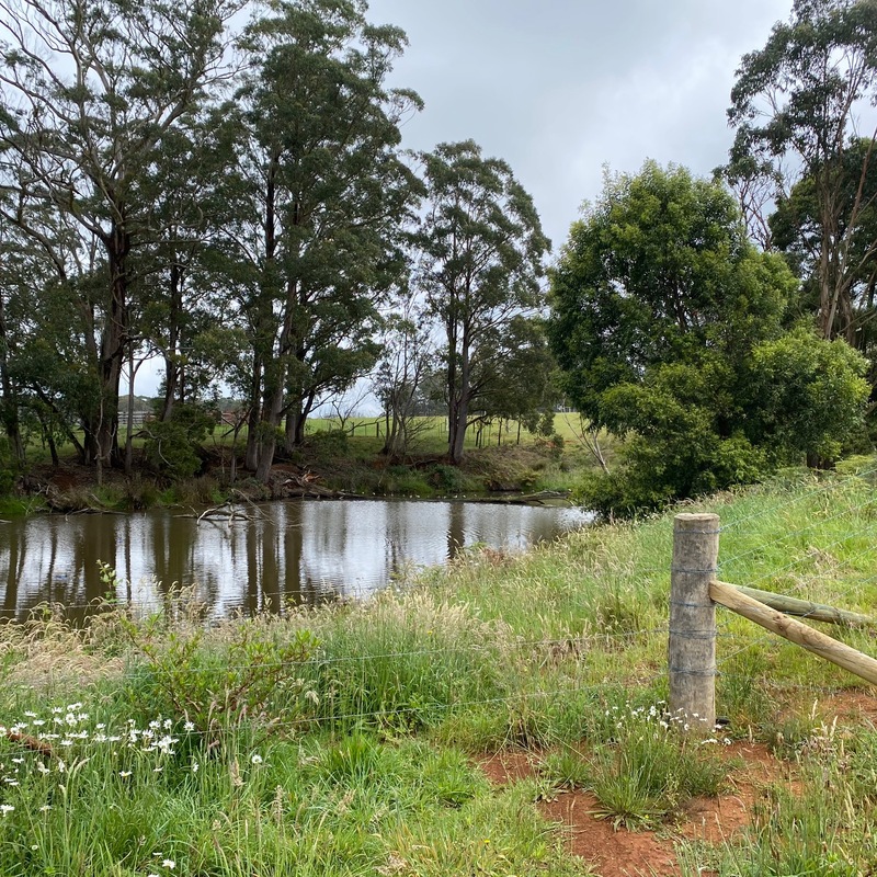 One of our spring fed dams (& a few ducks)